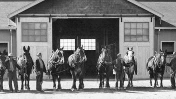 UC Davis Horse Barn