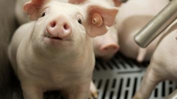 Swine Facility Photo Gallery 2