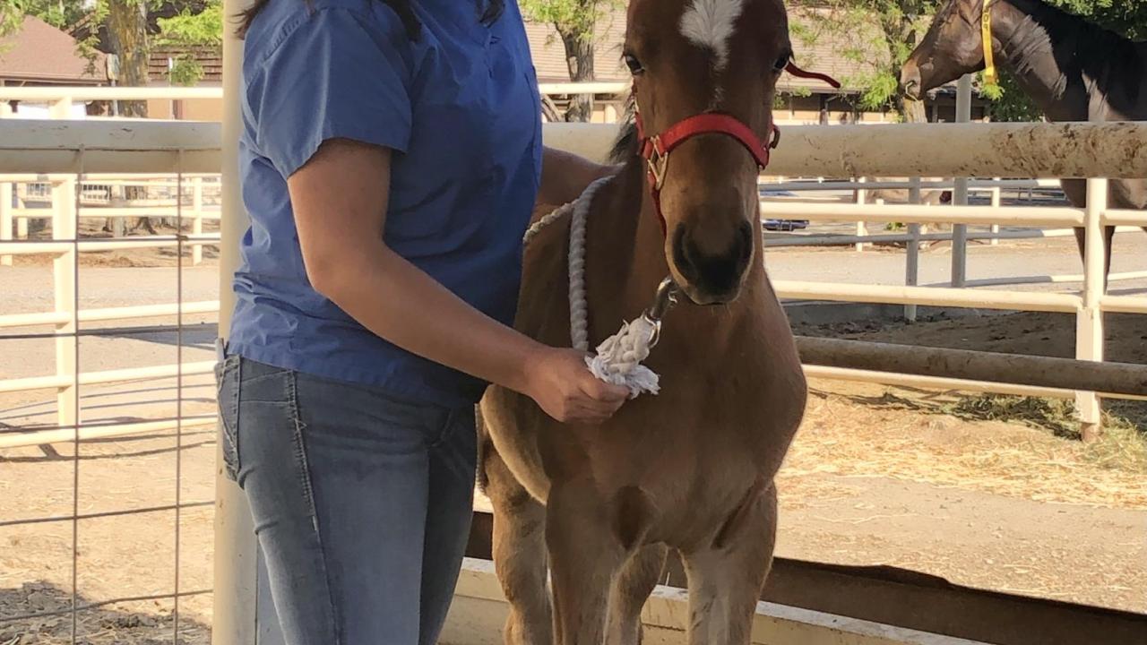 Student intern with foal