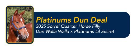 Banner graphic with horse head photo and yellow Platinums Dun Deal text on blue background