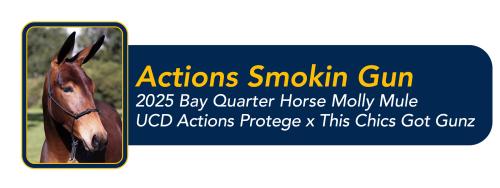 Graphic banner with horse head photo and yellow title "Actions Smokin Gun" on navy background