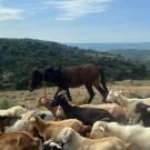 A mule walks alongside a goat herd.