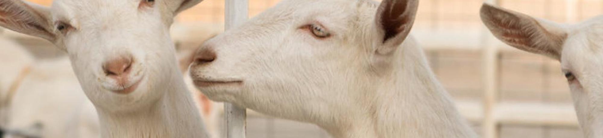 Goats